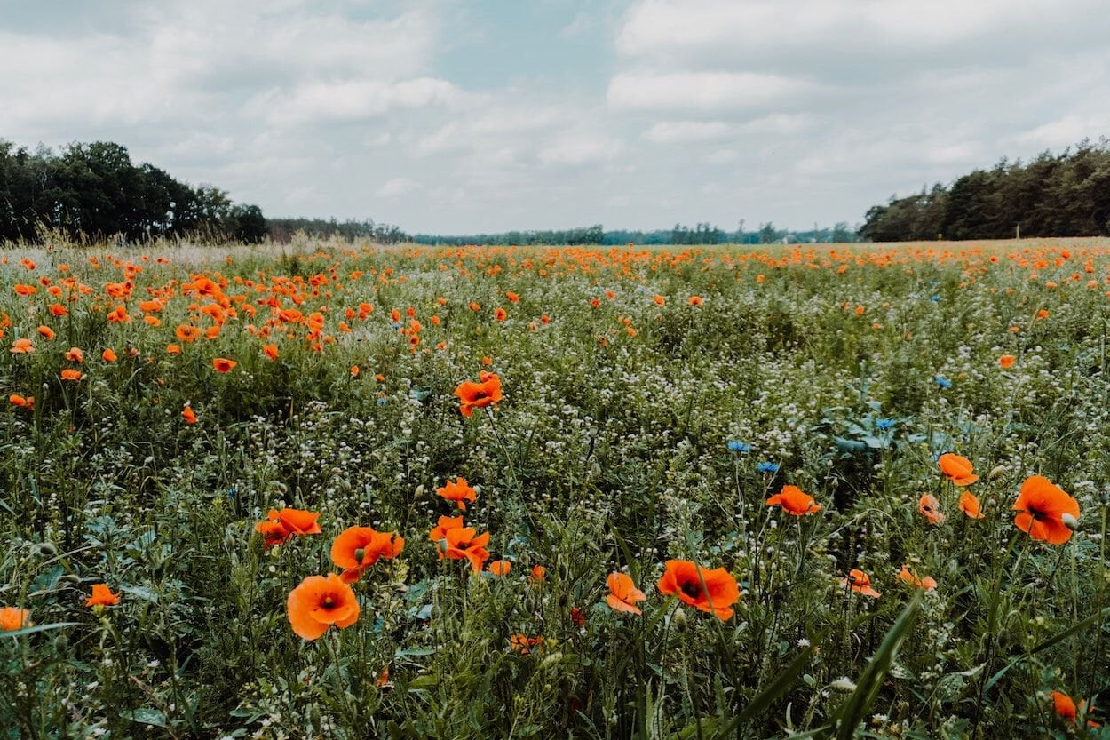 veld met bloemen