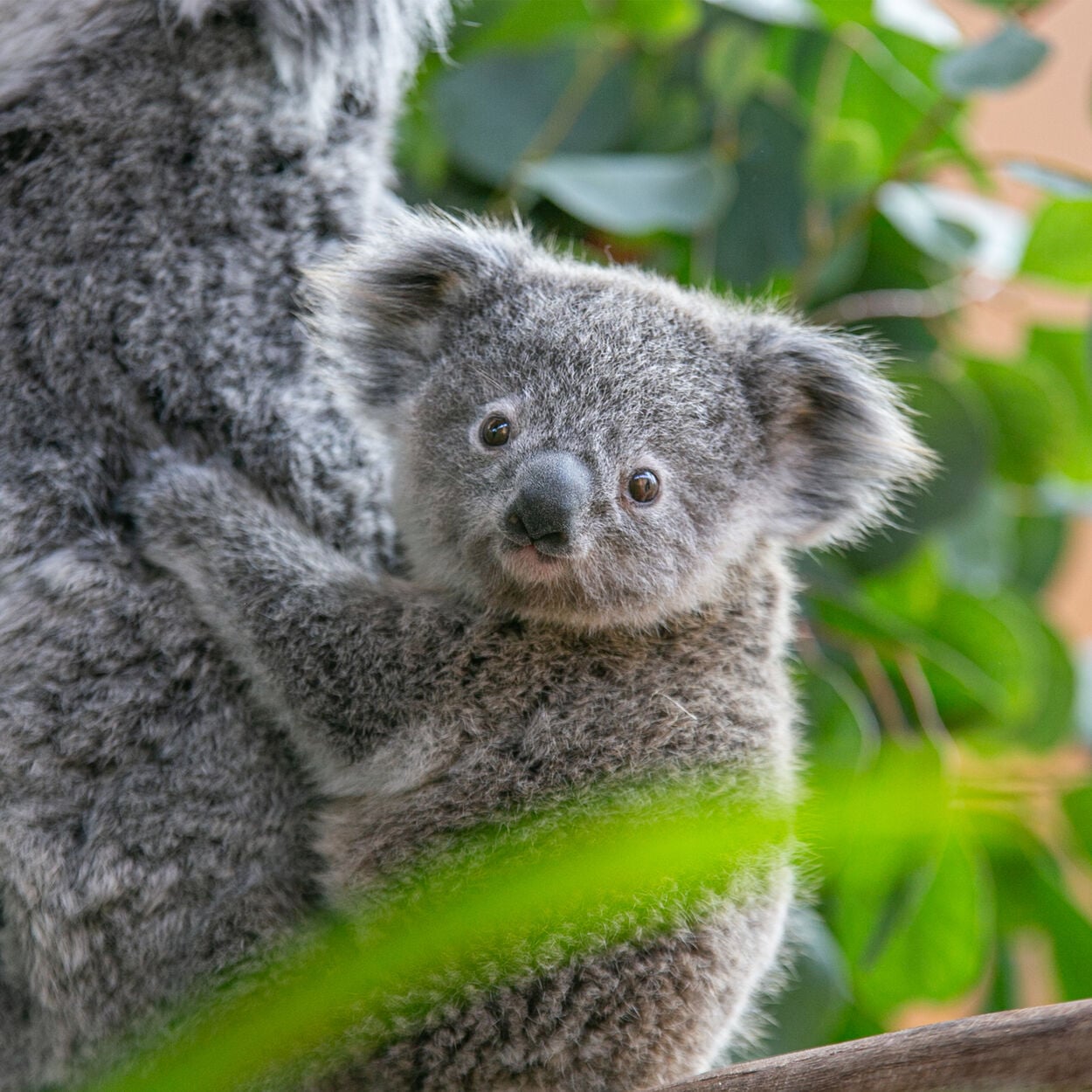 Ouwehands Dierenpark