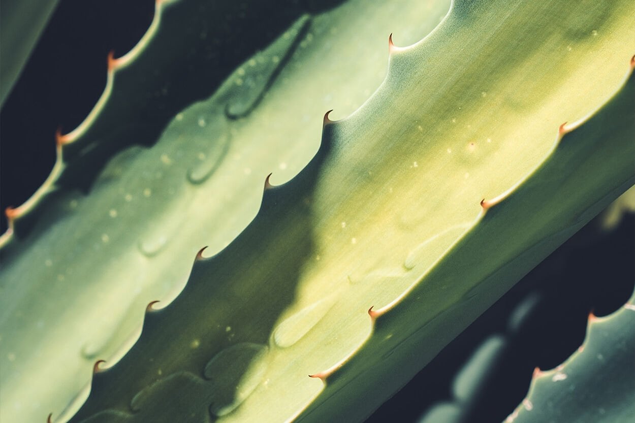 aloe vera plant