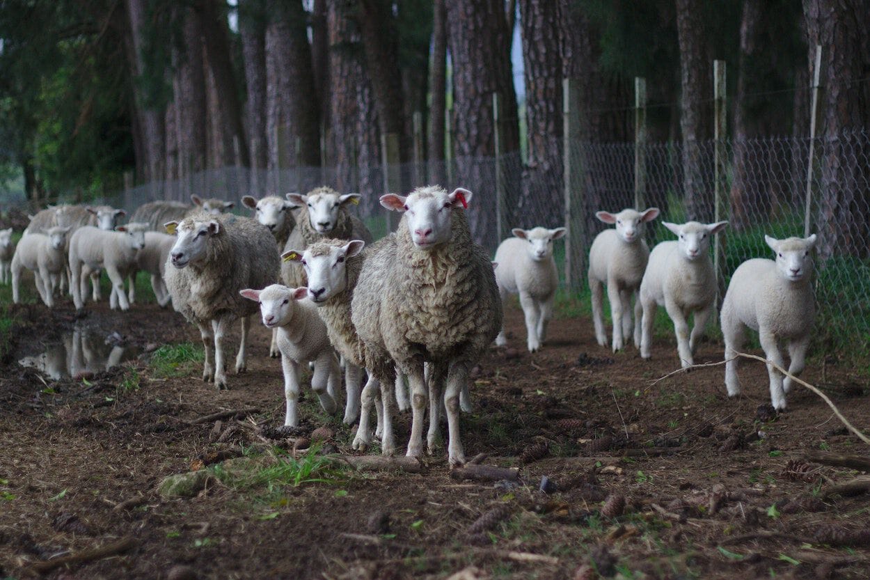 schapen