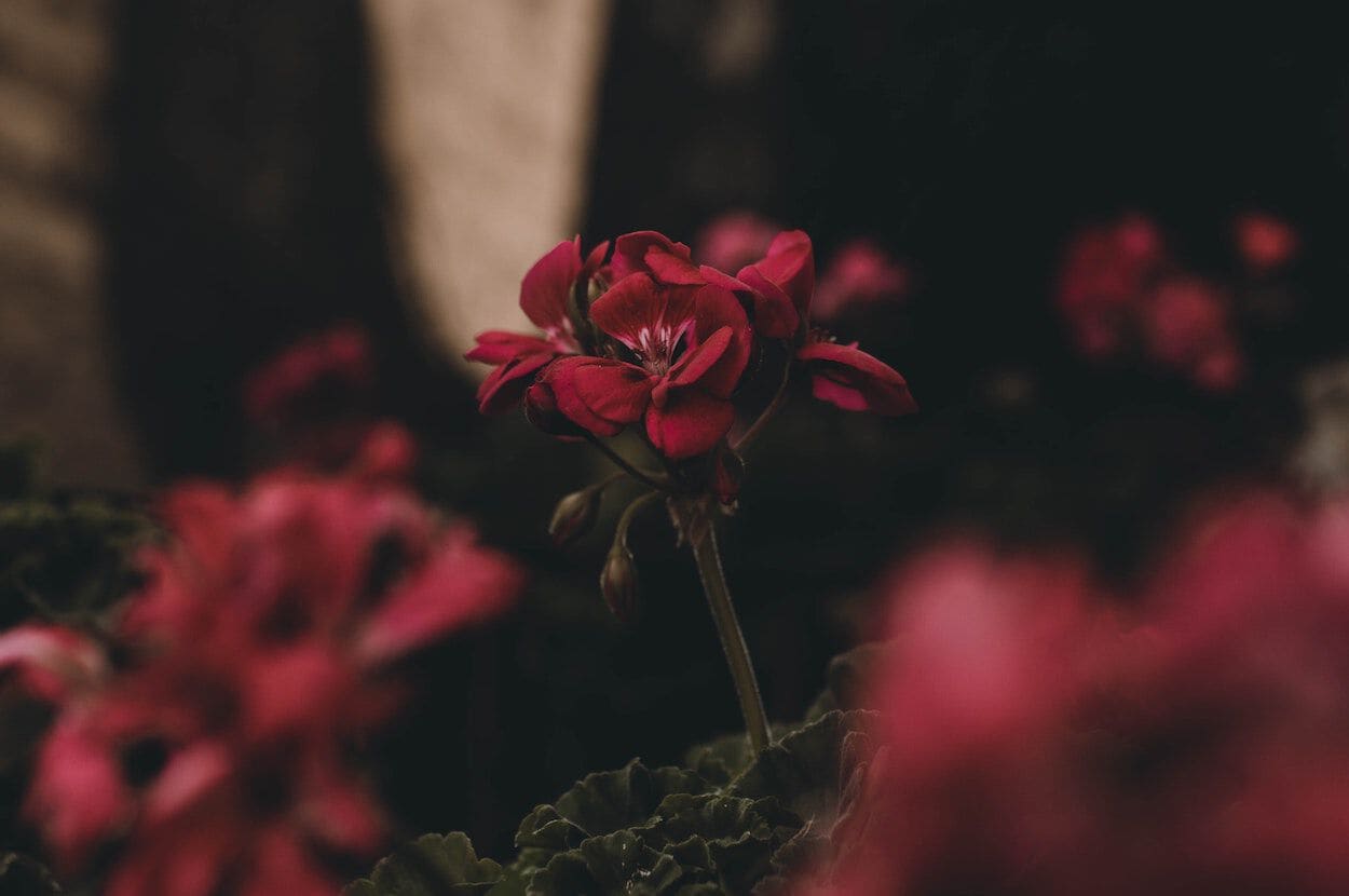 rode bloemen