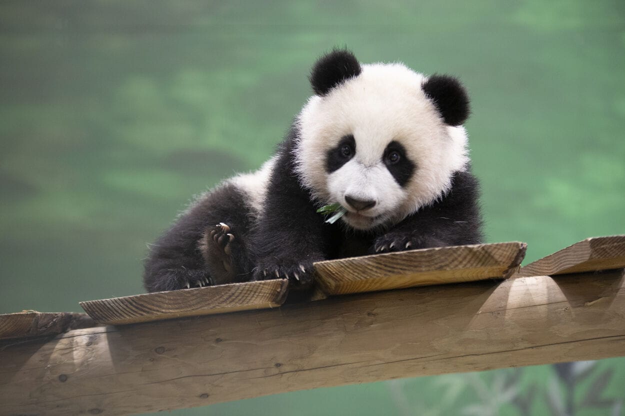 Ouwehands Dierenpark