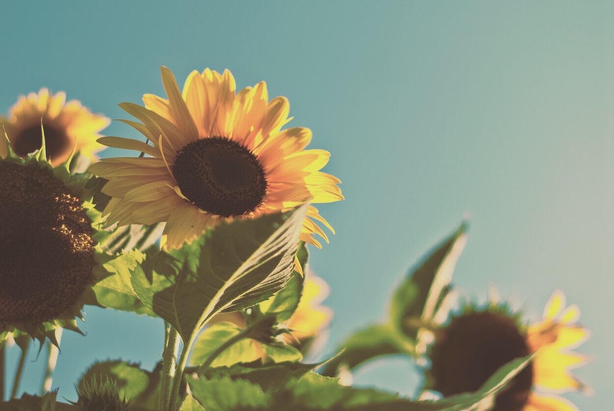 zonnebloemen
