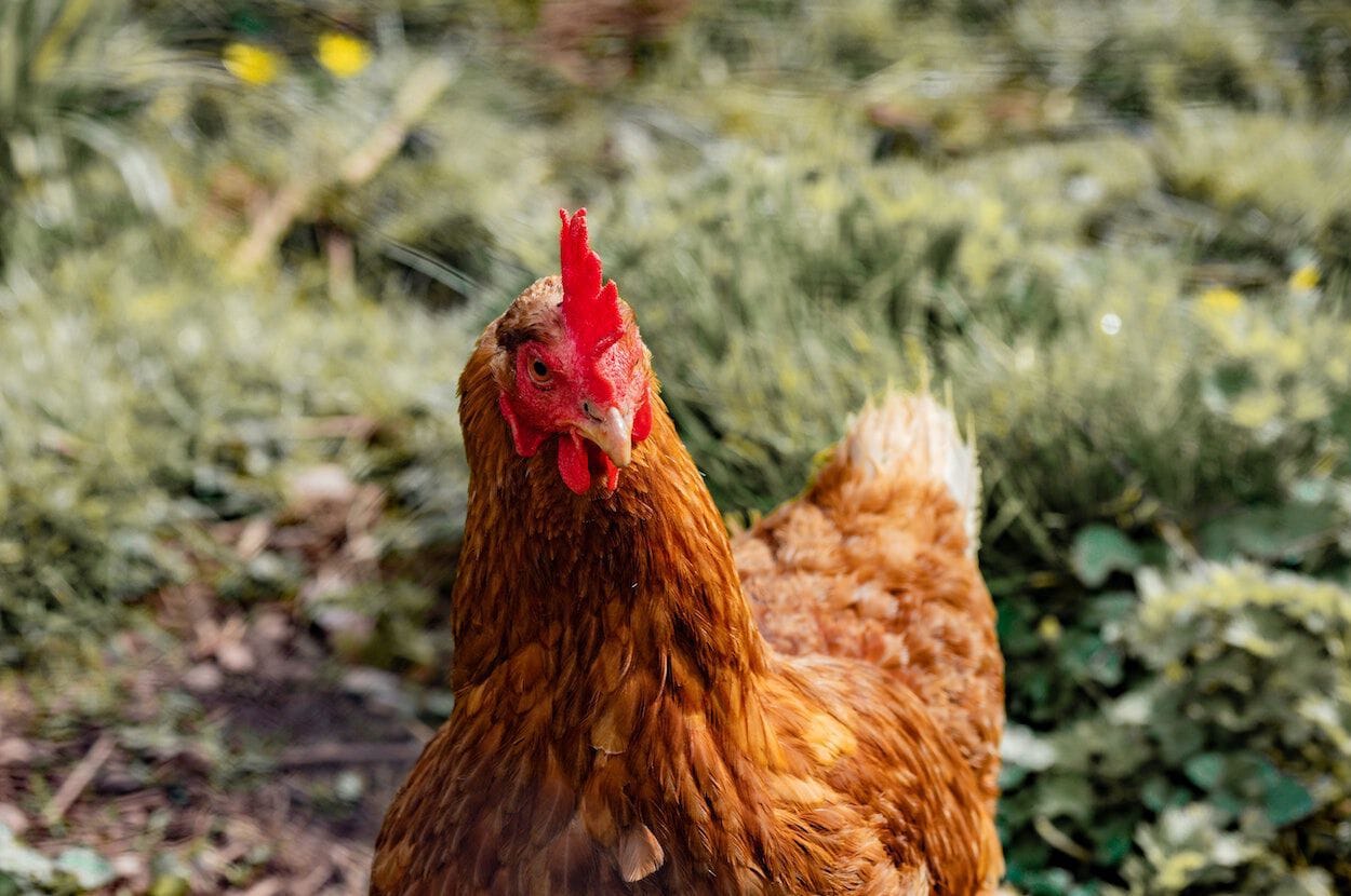 Voedselvergiftiging door het eten van kip