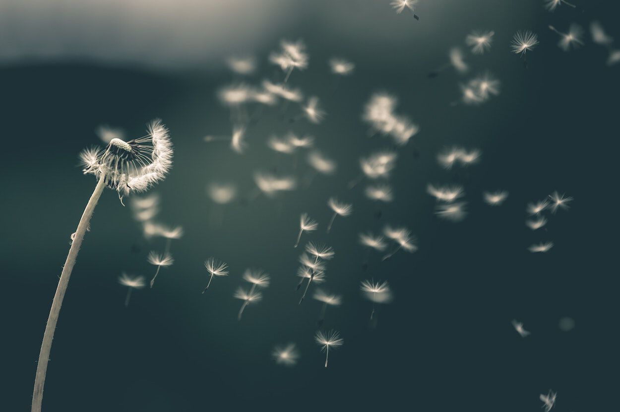 plant die allergie kan veroorzaken