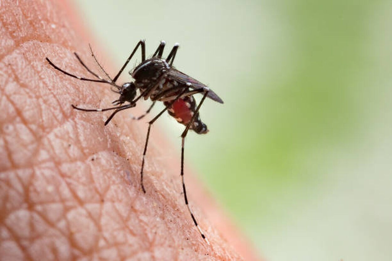 Mug die het zikavirus kan overdragen