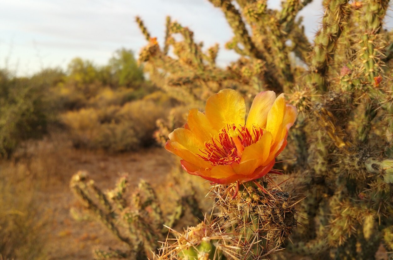 cactus met oranje bloem