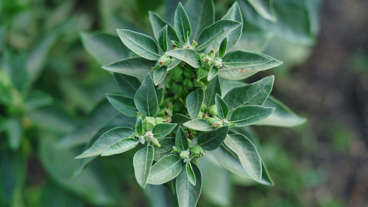 ashwaganda plant van bovenaf