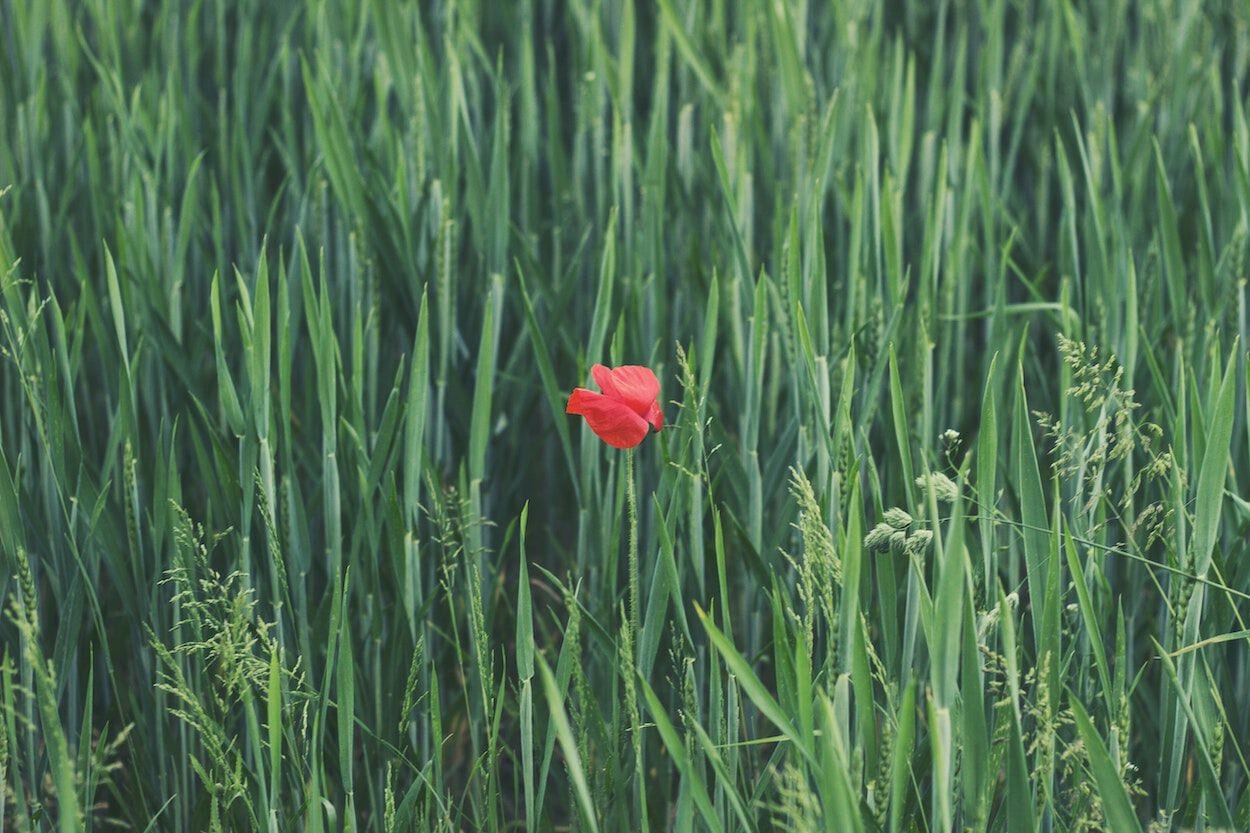 roos in een groen grasveld