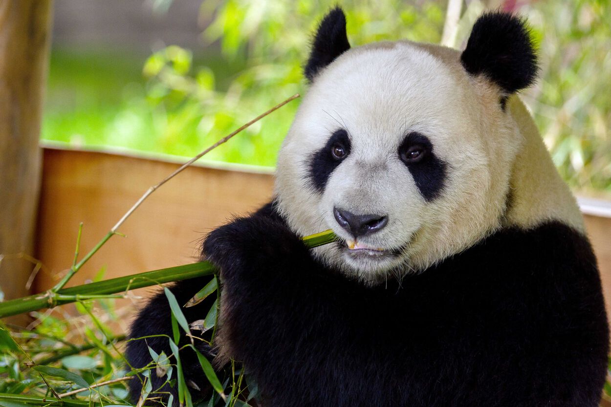 Panda in Ouwehands Dierenpark