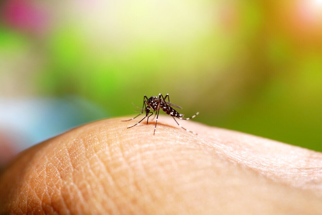 Close-up foto van een hand met daarop een dengue mug