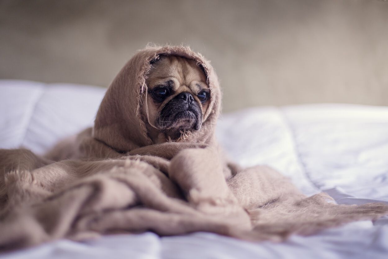 hond ligt onder een dekentje