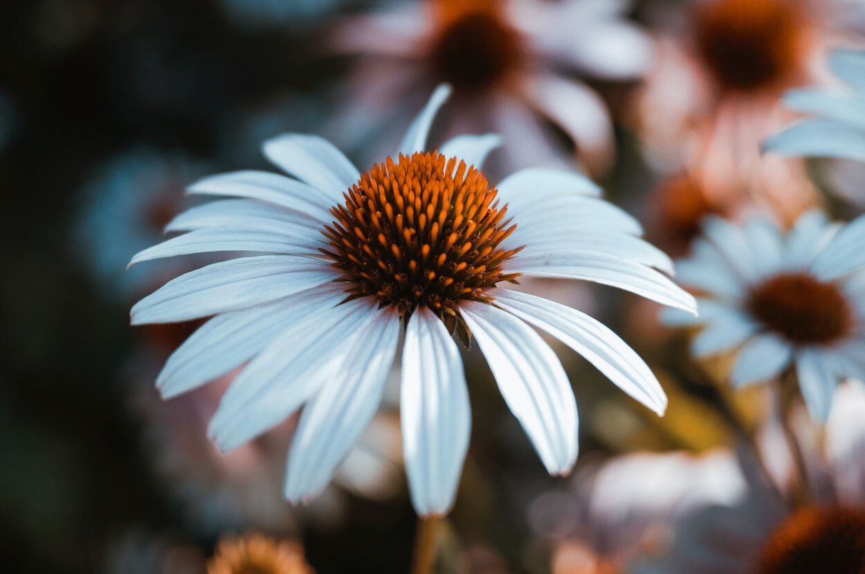 witte bloem