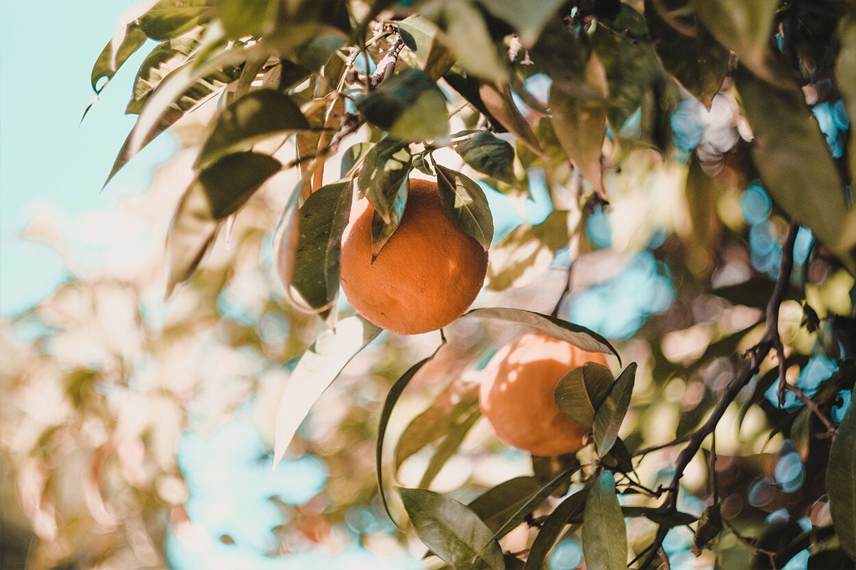 Fruit, wat kan helpen om je hoge bloeddruk te verlagen