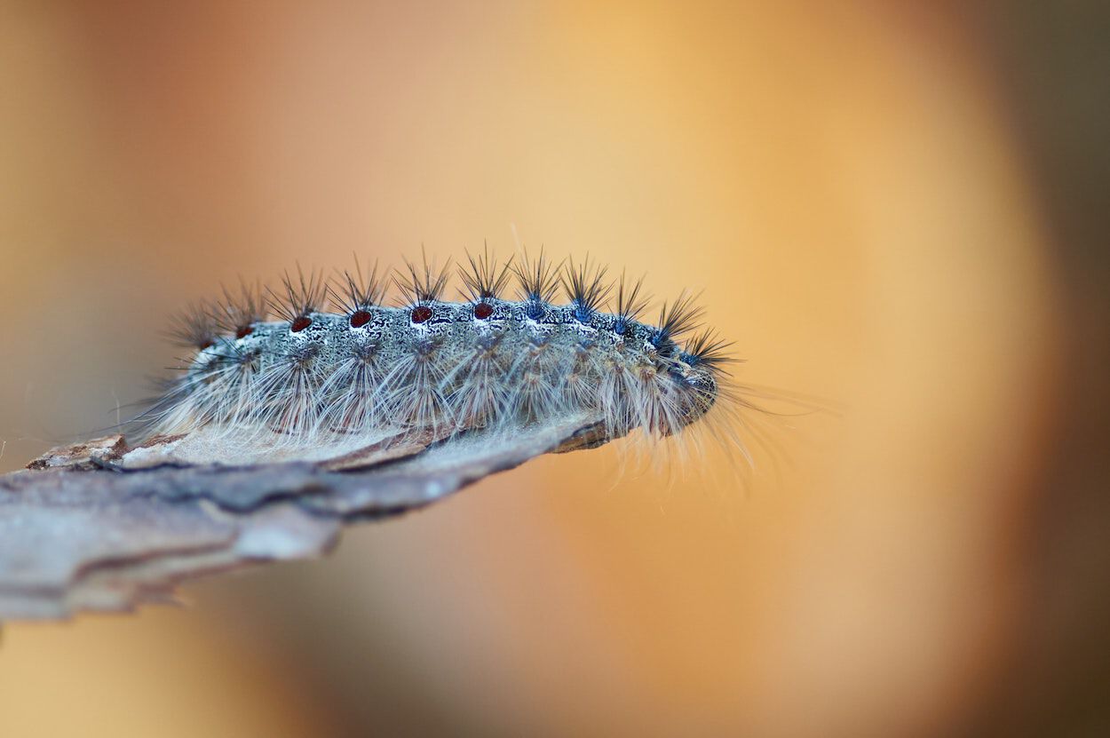 Een close-up foto van een eikenprocessierups.