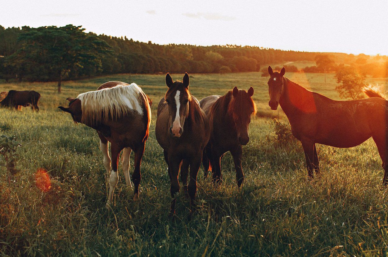paarden in een weiland