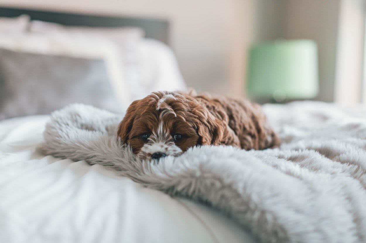 hondje ligt op bed