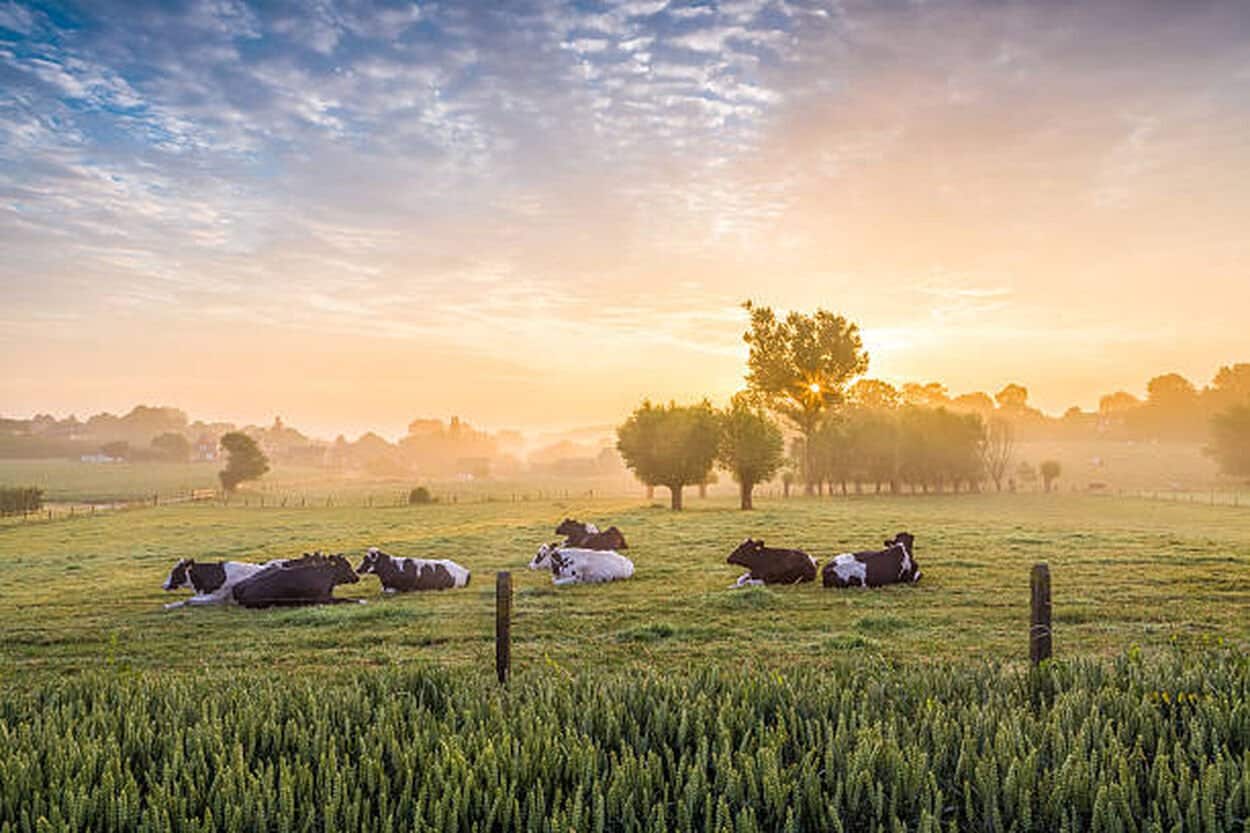 boerderij waar koeien melk produceren waarbij lactase, lactose uit die melk afbreekt