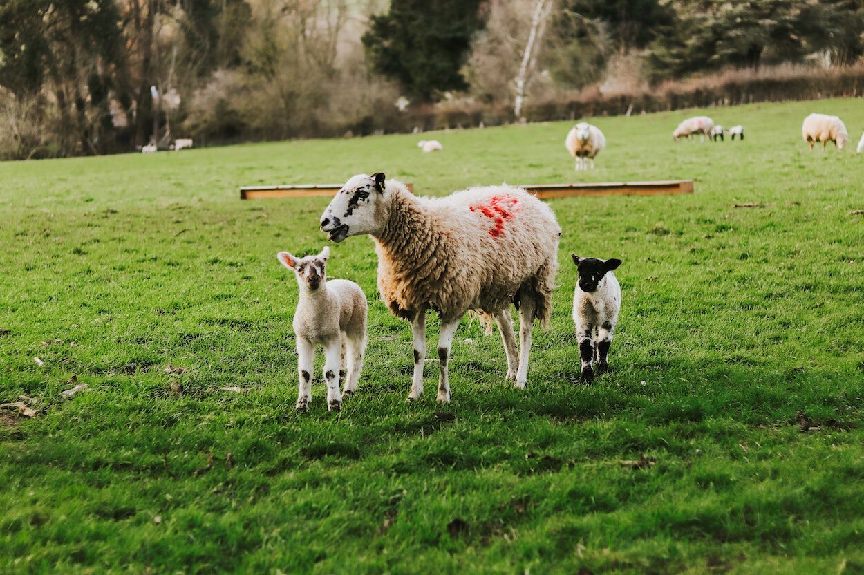 Dieren in een weiland die mogelijk q-koorts bij zich dragen.
