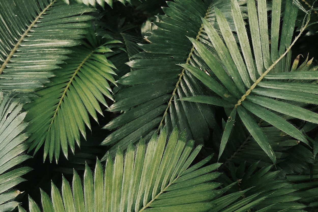 tropische planten