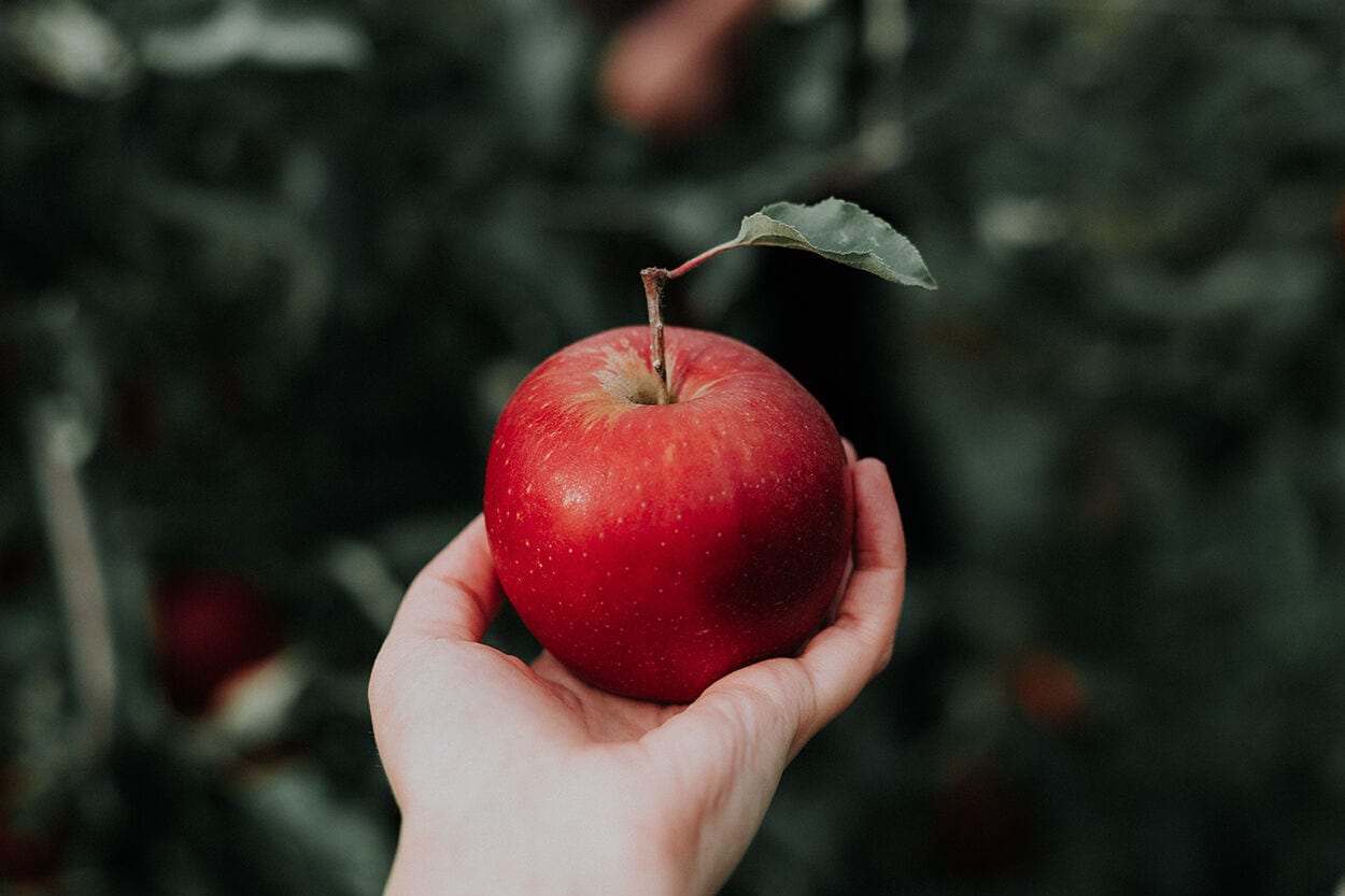 appelazijn - appel in hand