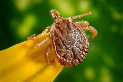Ziekte van Lyme: symptomen en behandeling
