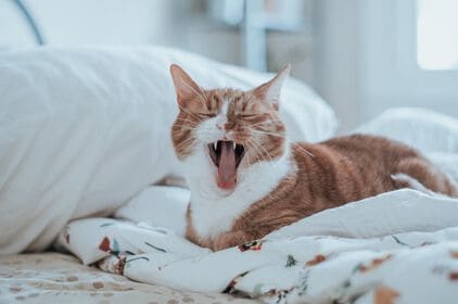 Kattenbeet