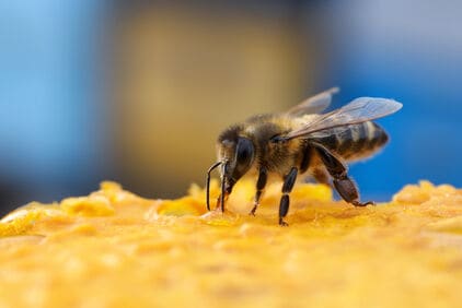 Propolis: wat het is én wat het doet